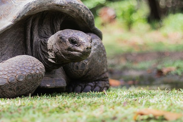 Quels sont les meilleurs spots pour observer les tortues géantes aux Seychelles?