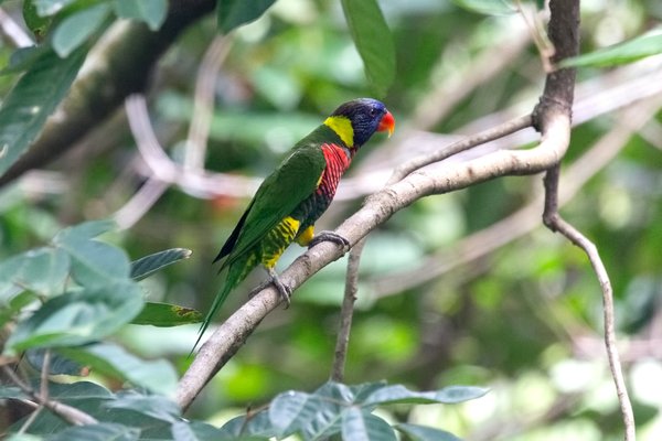 Quels sont les meilleurs spots pour observer les oiseaux tropicaux en Amazonie péruvienne?